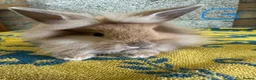 Lionhead rabbits for sale: Beautiful Lionhead Rabbits For Sale  - Advert 27