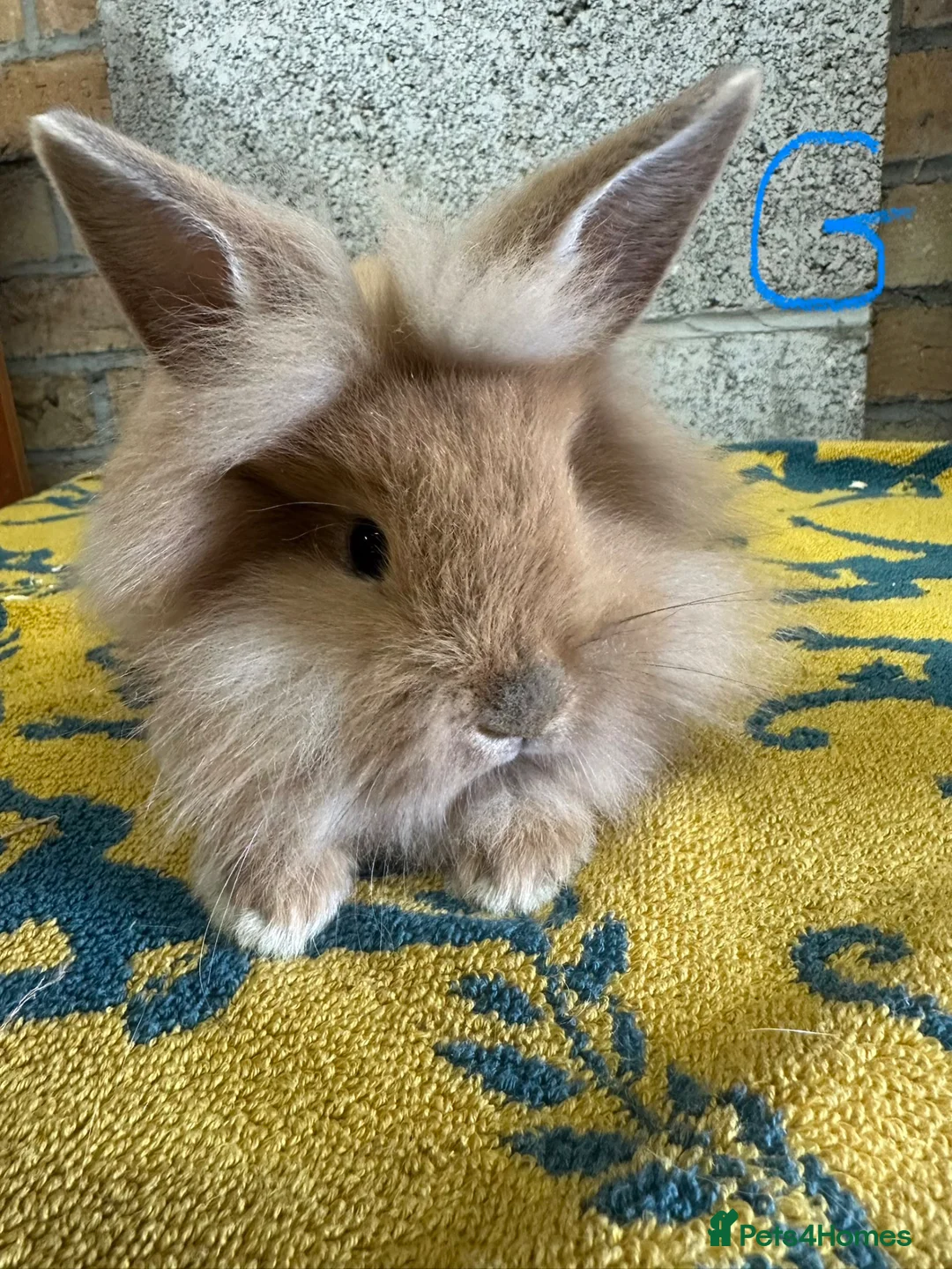 Lionhead rabbits for sale: Beautiful Lionhead Rabbits For Sale  - Advert 27