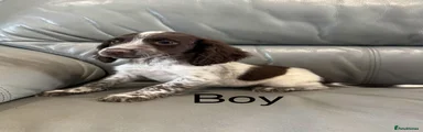 Cocker Spaniel 5