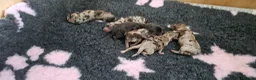 Cockapoo dogs for sale: Stunning litter of chocolate merle cockapoos - Advert 4