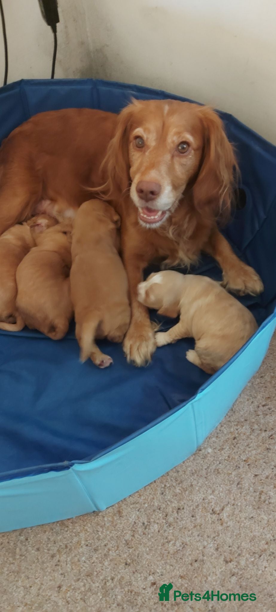 Cocker Spaniel dogs Puppies For Sale - Advert 2