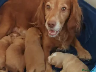 Cocker Spaniel dogs Puppies For Sale - Advert 2