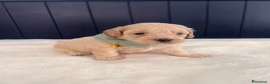 Maltipoo 6