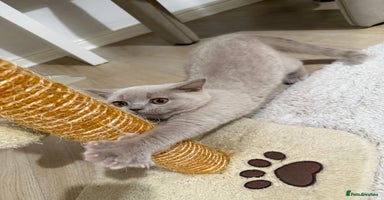 British Shorthair cats - Advert 9