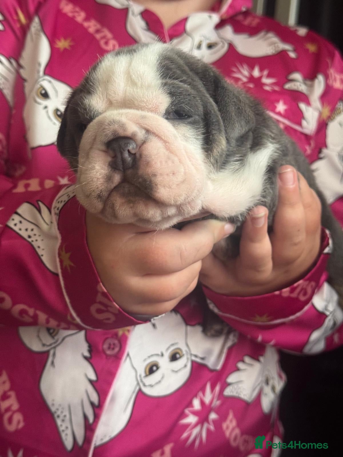 English Bulldog dogs English bulldog puppies - Advert 1