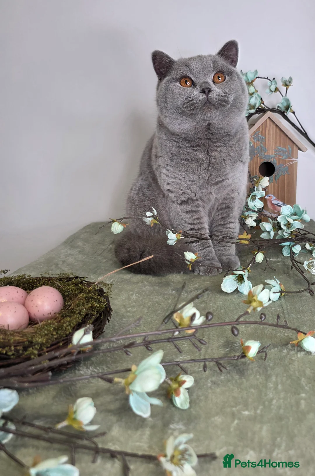 British Shorthair cats for sale: CHAMPION SIRED GCCF REG BSH BLUE ADOLECENT CAT  - Advert 2