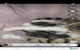 Mixed Breed cats for sale: British shorthair cross moggys - Image 6