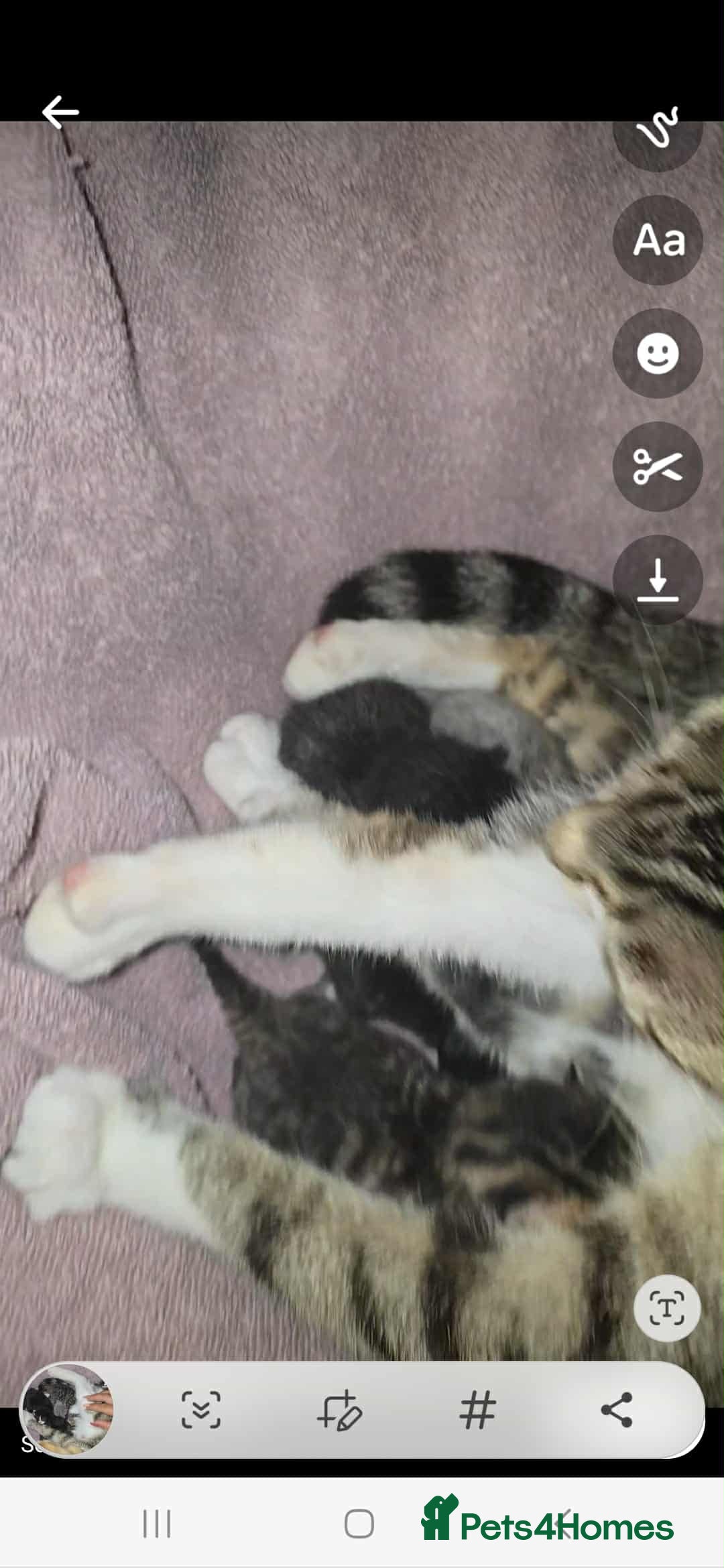 Mixed Breed cats for sale: British shorthair cross moggys - Image 6