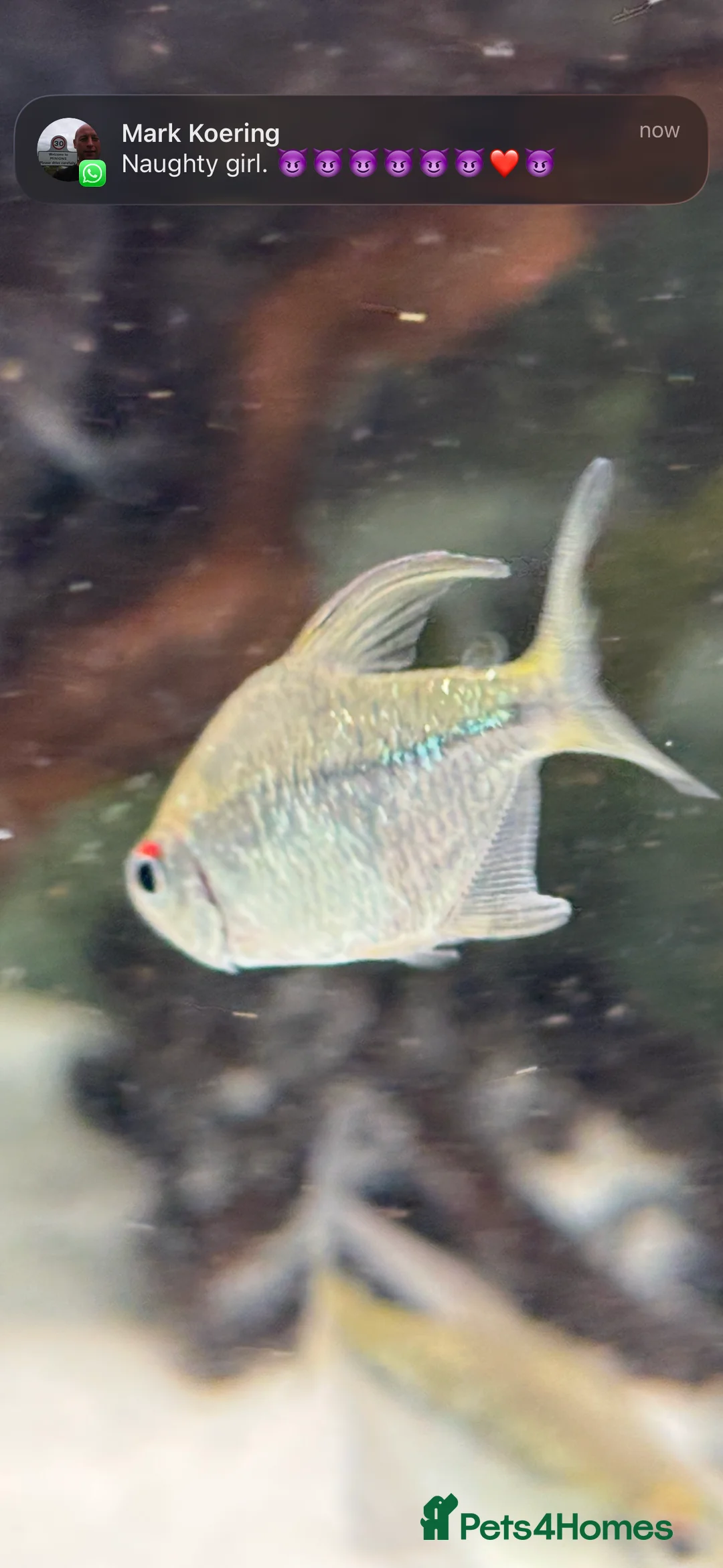Tetras fish for sale: Emerald neon tetra. Stunning, simmering.  - Advert 2
