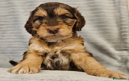 Cockapoo dogs for sale: Chocolate sable Cockapoo puppies - Image 1