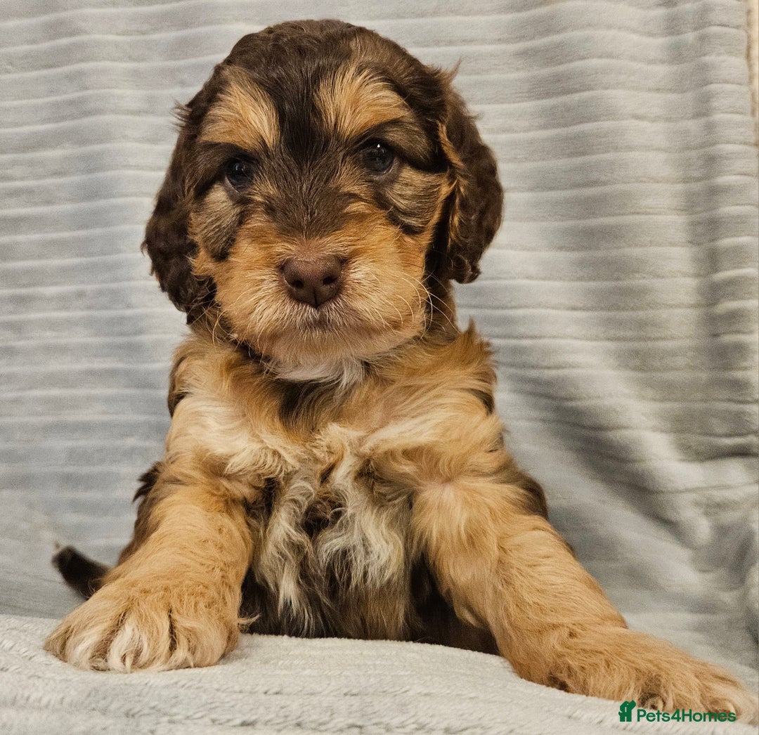 Cockapoo dogs for sale: Chocolate sable Cockapoo puppies - Image 1