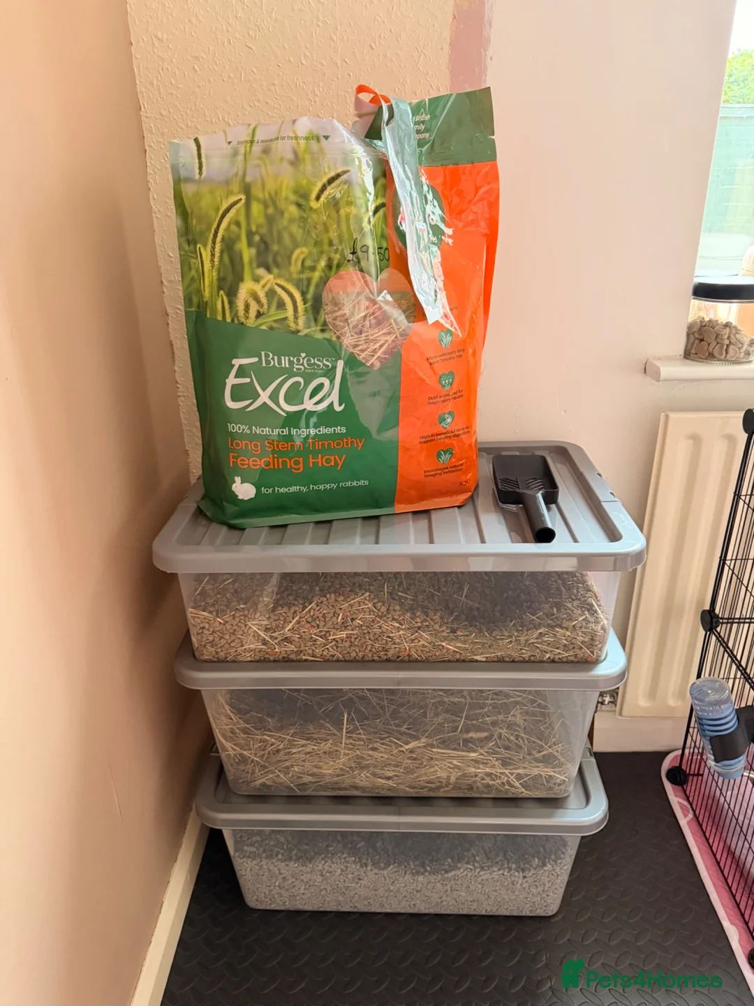 Mini Lop rabbits for sale: Mini lop in Canvey Island - Advert 6