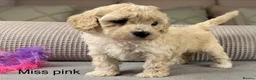 Maltipoo dogs for sale: BEAUTIFUL MALTIPOOS FROM DNA TESTED CLEAR PARENTS  - Advert 30