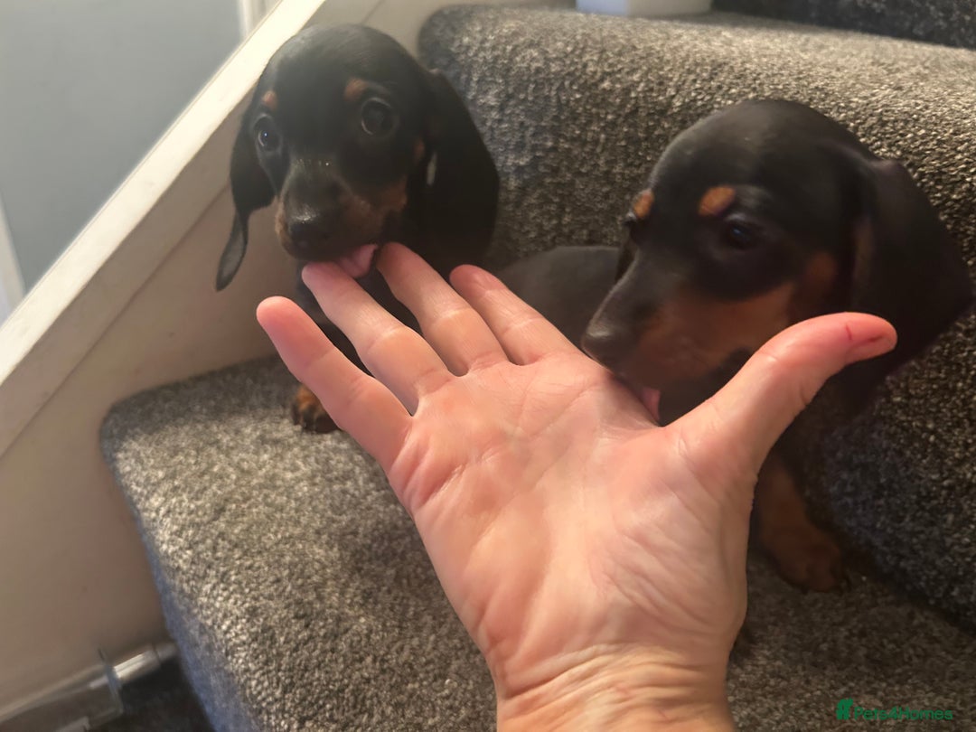 Miniature Dachshund dogs for sale: Beautiful miniature dachshunds  - Image 14