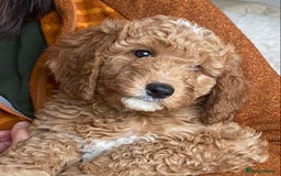 Labradoodle dogs for sale: Last two! Beautiful F3b Labradoodle Puppies - Image 32