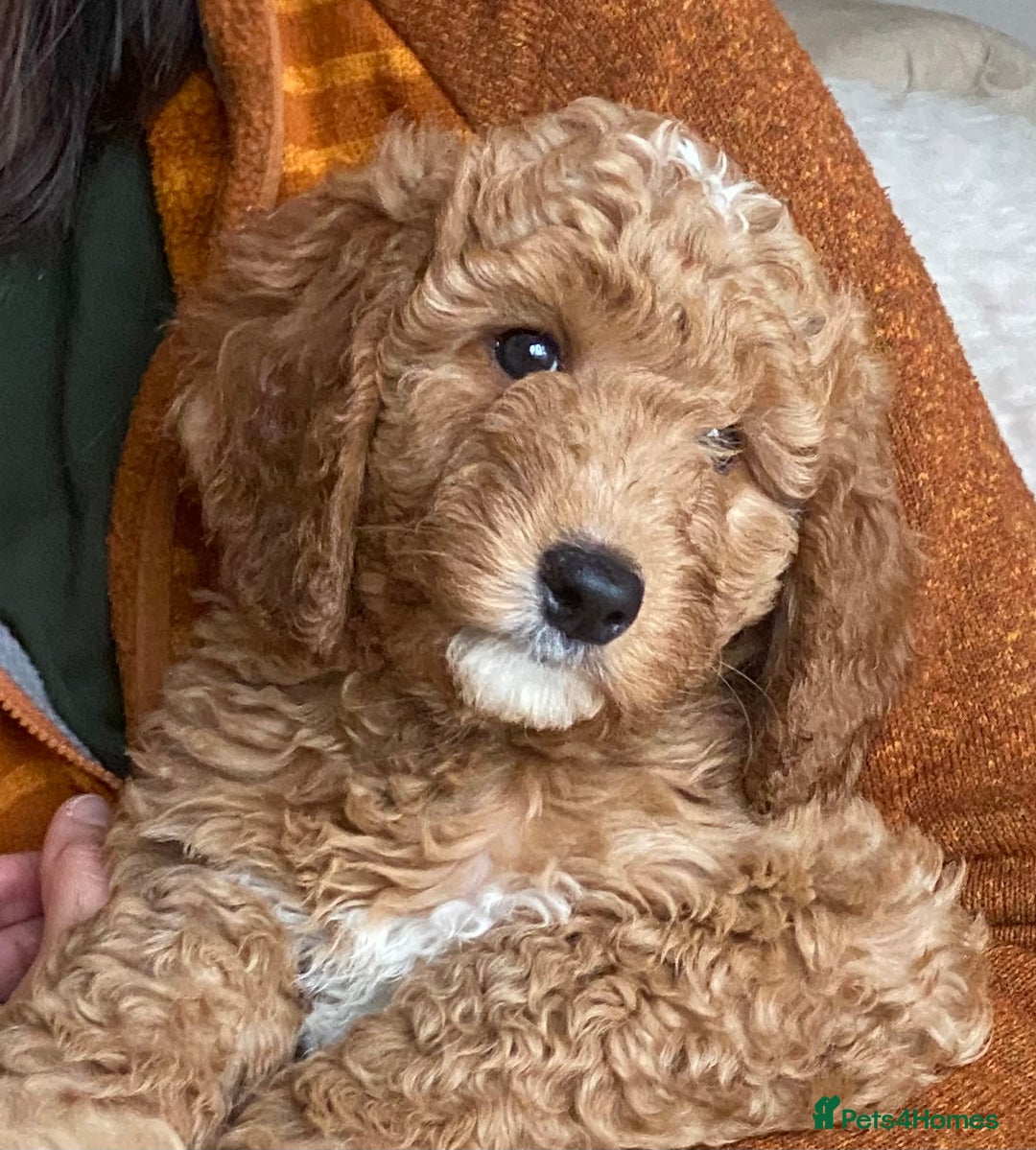 Labradoodle dogs for sale: Last two! Beautiful F3b Labradoodle Puppies - Image 32