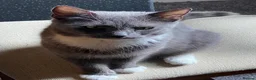 Mixed Breed cats for sale: Two beautiful kittens - Advert 1