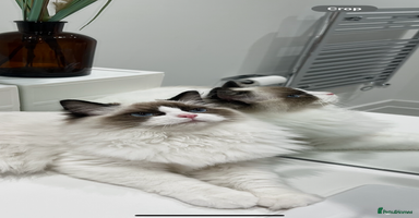 Ragdoll cats - Advert 14