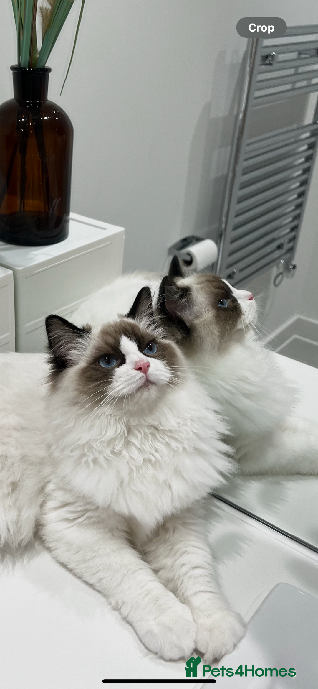 Ragdoll cats for sale: RARE TICA ENTIRE MALE SEAL POINT BICOL CHAMP BLOOD - Image 3