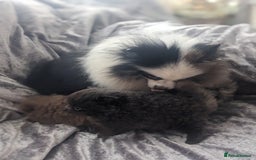 Pomeranian dogs for sale: Pomeranian puppies mixed colours  - Image 21