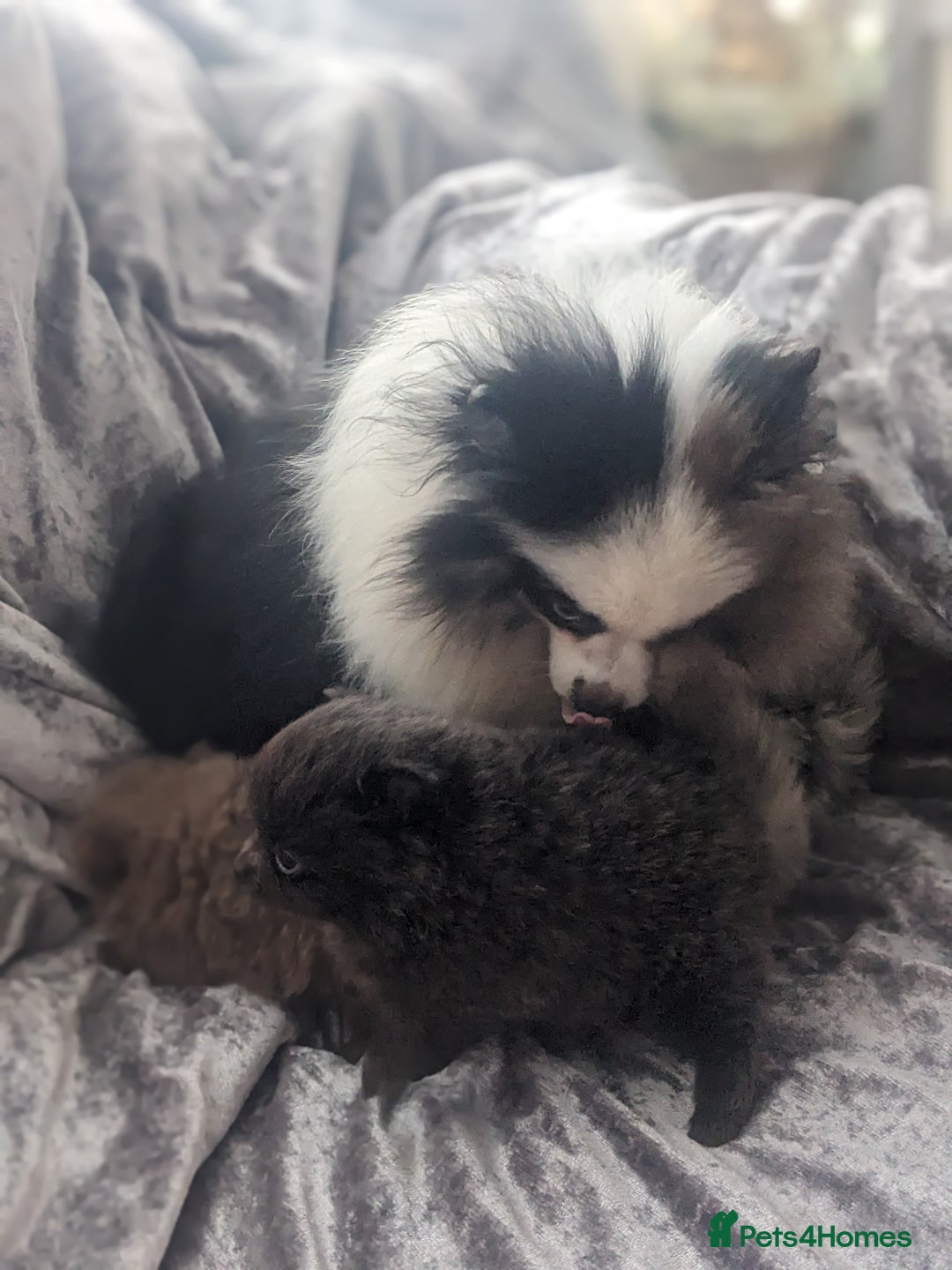 Pomeranian dogs for sale: Pomeranian puppies mixed colours  - Image 21