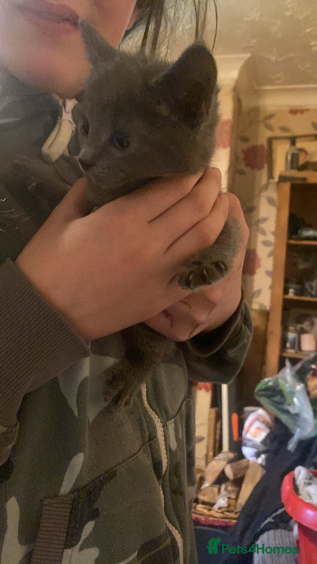 Mixed Breed cats for sale: Mixed breed kittens  - Advert 2