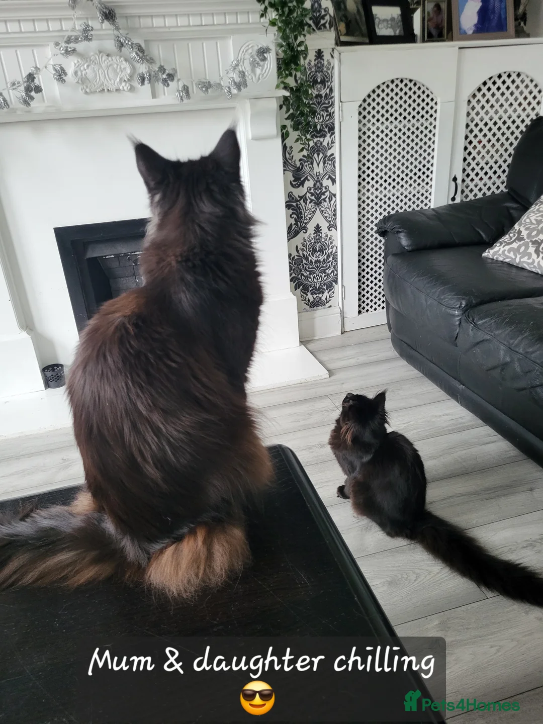 Maine Coon cats for sale: Beautiful Maine coon ready for her forever 🏡  - Advert 6