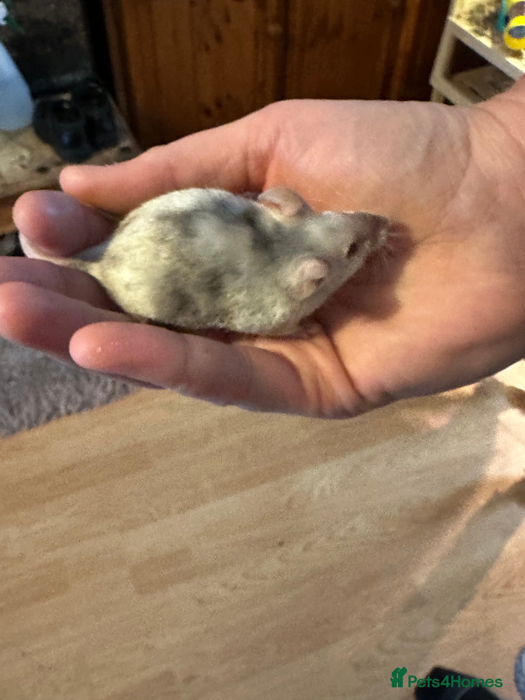 Mouse rodents for sale: 3 mice  - Image 4