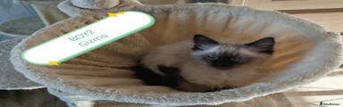 Gizmo