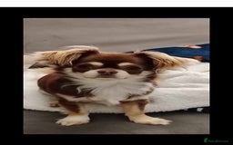 Chihuahua dogs for sale: Kc registered chihuahua boys - Image 7