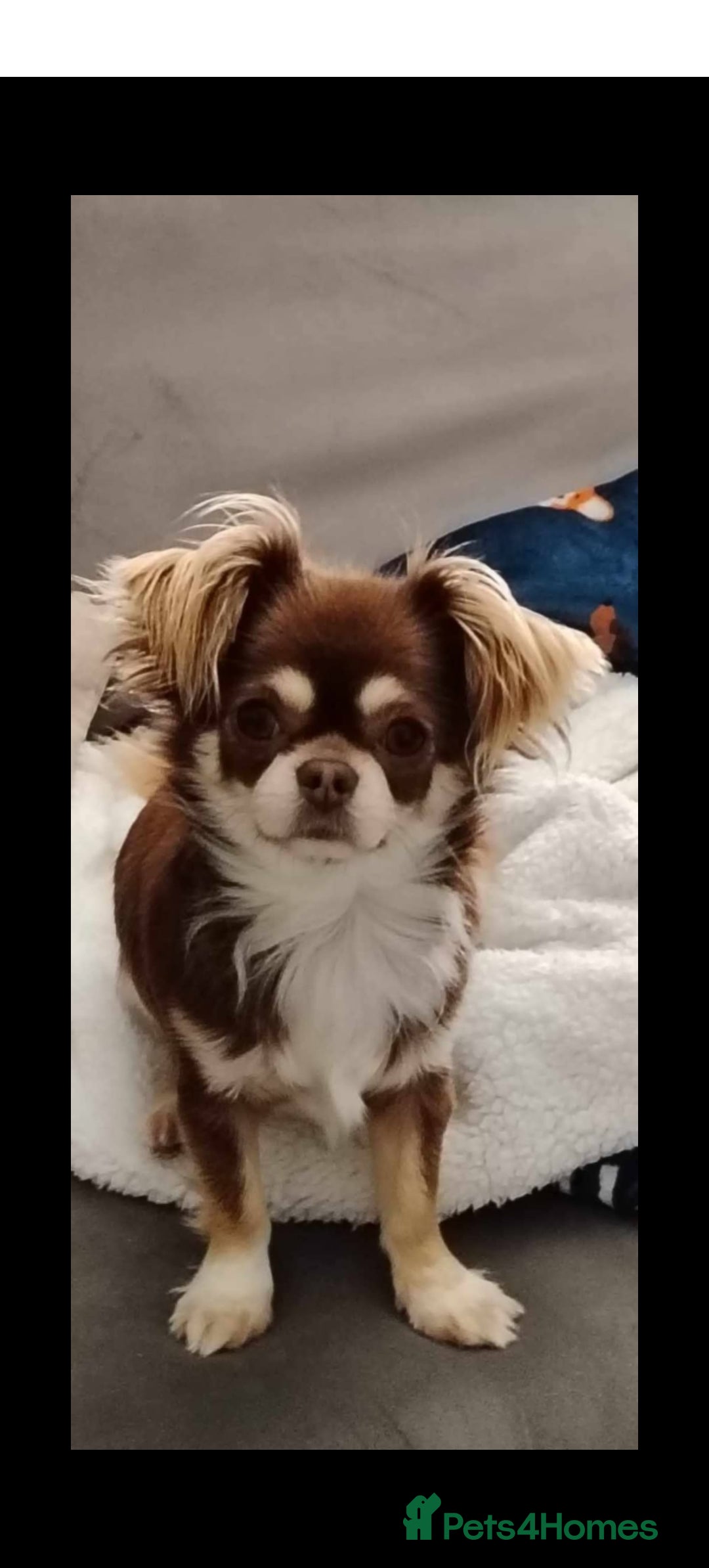 Chihuahua dogs for sale: Kc registered chihuahua boys - Image 7