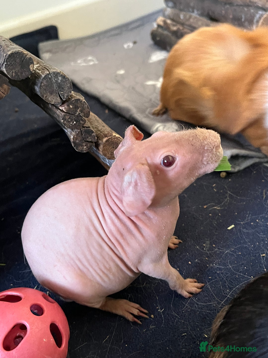 Guinea Pig rodents for sale: Baby skinny carriers due in August  - Image 1