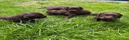 Cocker Spaniel dogs for sale: Chocolate working cocker spaniel puppies - Advert 3
