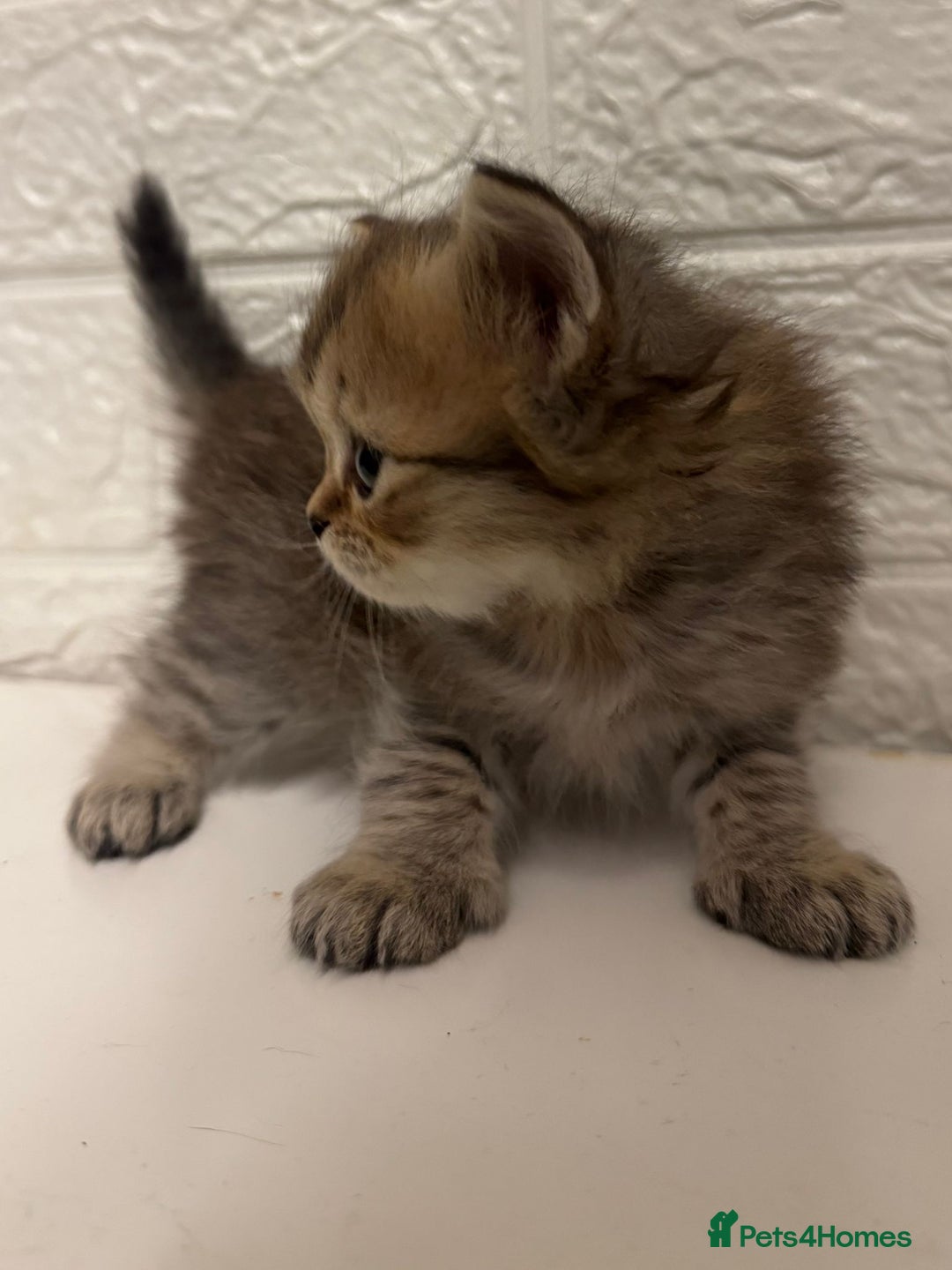 British Shorthair cats for sale: Cutest Tabby British Short Haired Kittens  - Image 4