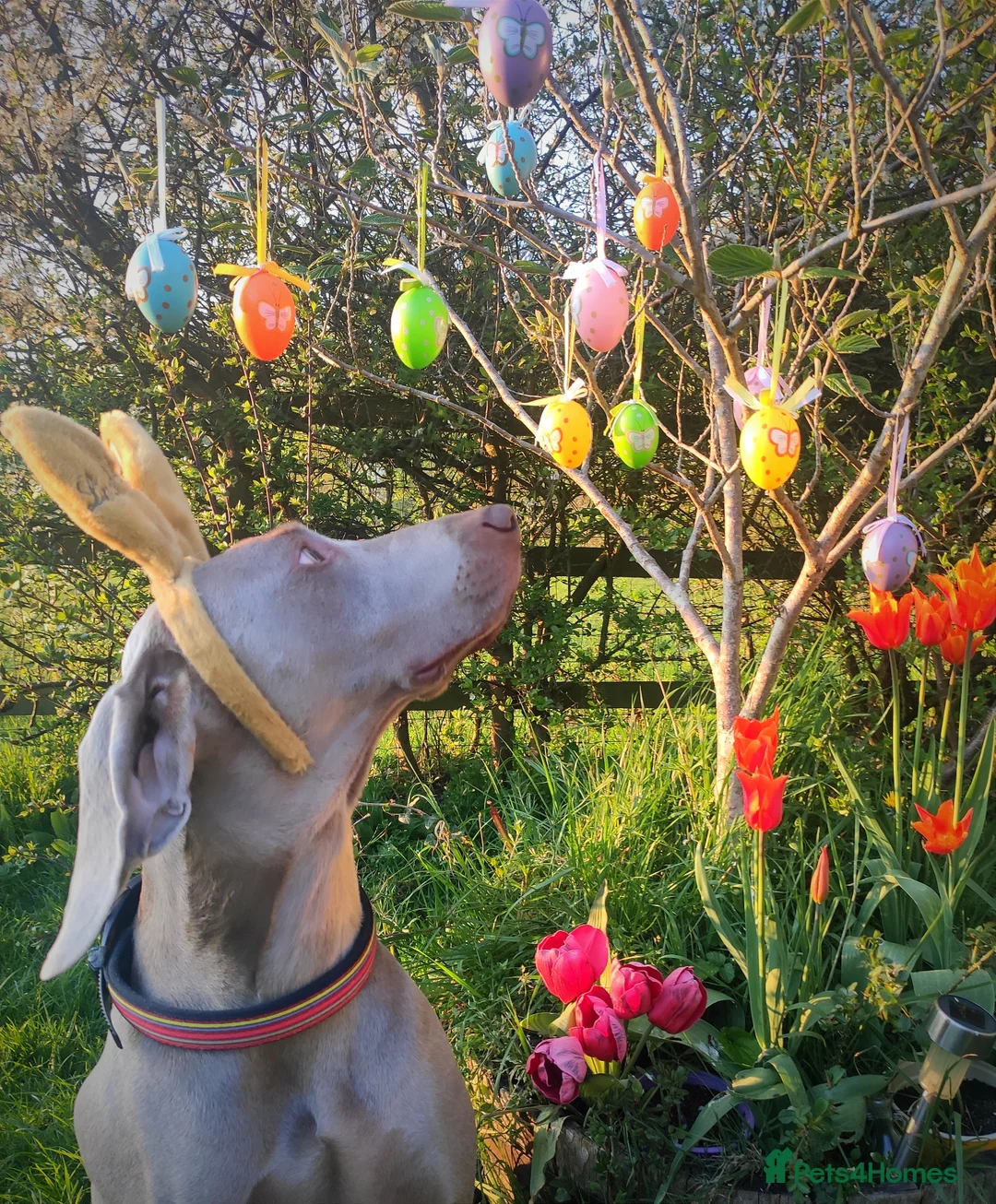 Weimaraner dogs for stud:  KC reg health tested Hipscored stud in Woodbridge - Advert 39