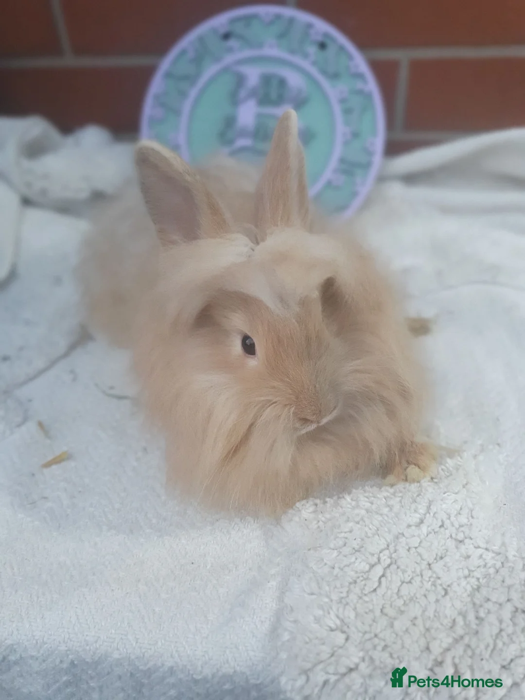Lionhead rabbits for sale: Double mane lionhead - Advert 1