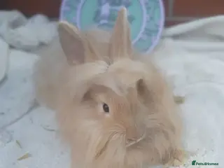 Lionhead rabbits Double mane lionhead - Advert 2