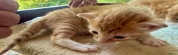Mixed Breed cats for sale: Star has had a lovely litter of 5! - Advert 12