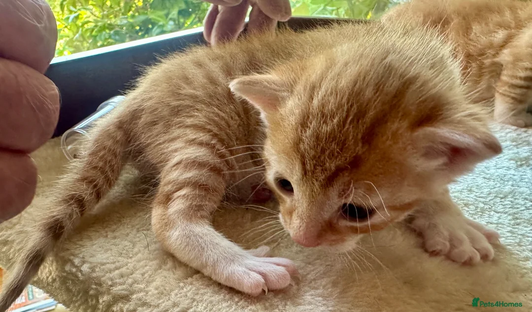 Mixed Breed cats for sale: Star has had a lovely litter of 5! - Advert 12