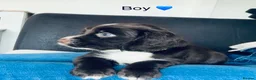 Sprocker dogs for sale: Beautiful mixed litter of sprockers  in Peterlee - Advert 3