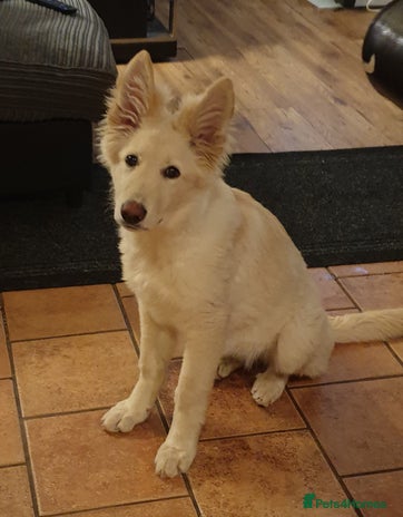 German Shepherd dogs in Frodsham - Advert 2