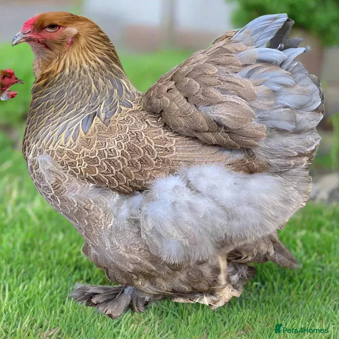 Hens poultry for sale: Mixed eggs available  - Advert 2