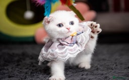 Scottish Fold cats for sale: Scottish straight boy ready to leave - Image 19