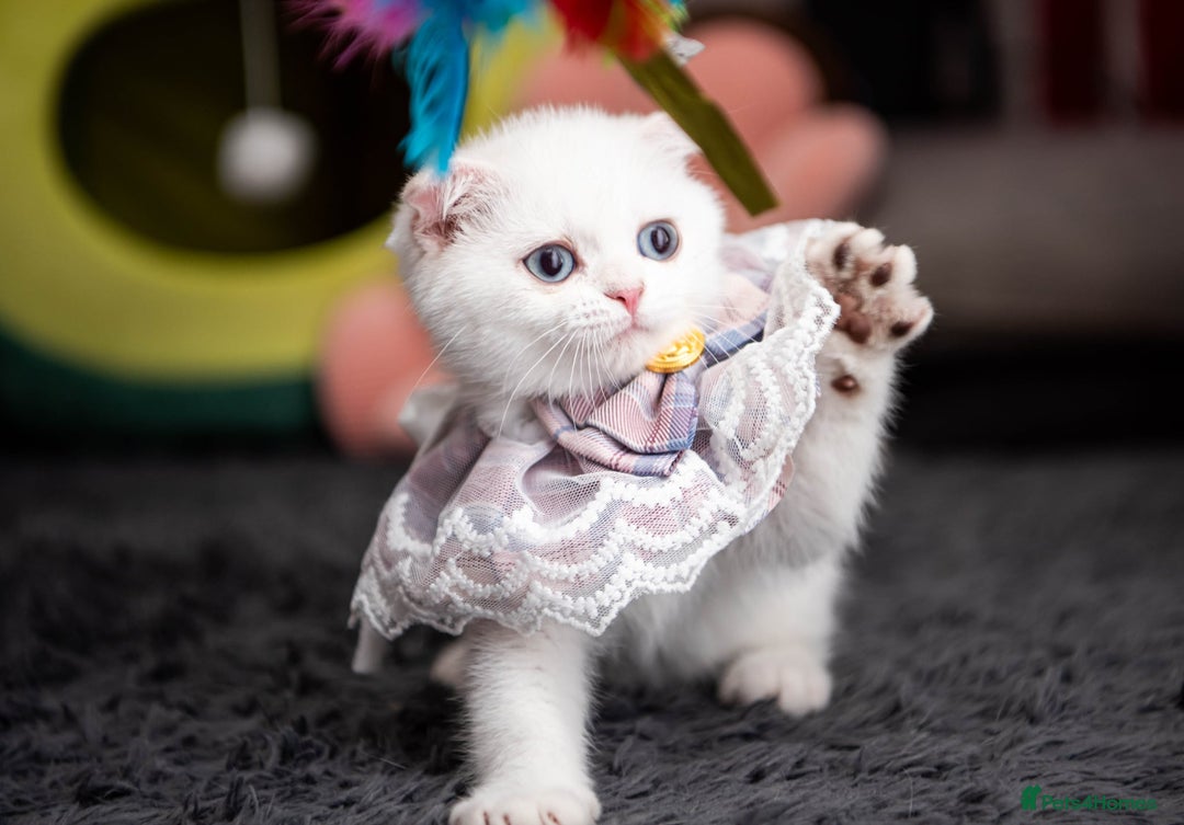 Scottish Fold cats for sale: Scottish straight boy ready to leave - Image 19