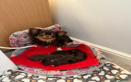 Chihuahua dogs for sale: Rare long haired Chocolate & tan with green eyes  - Image 11
