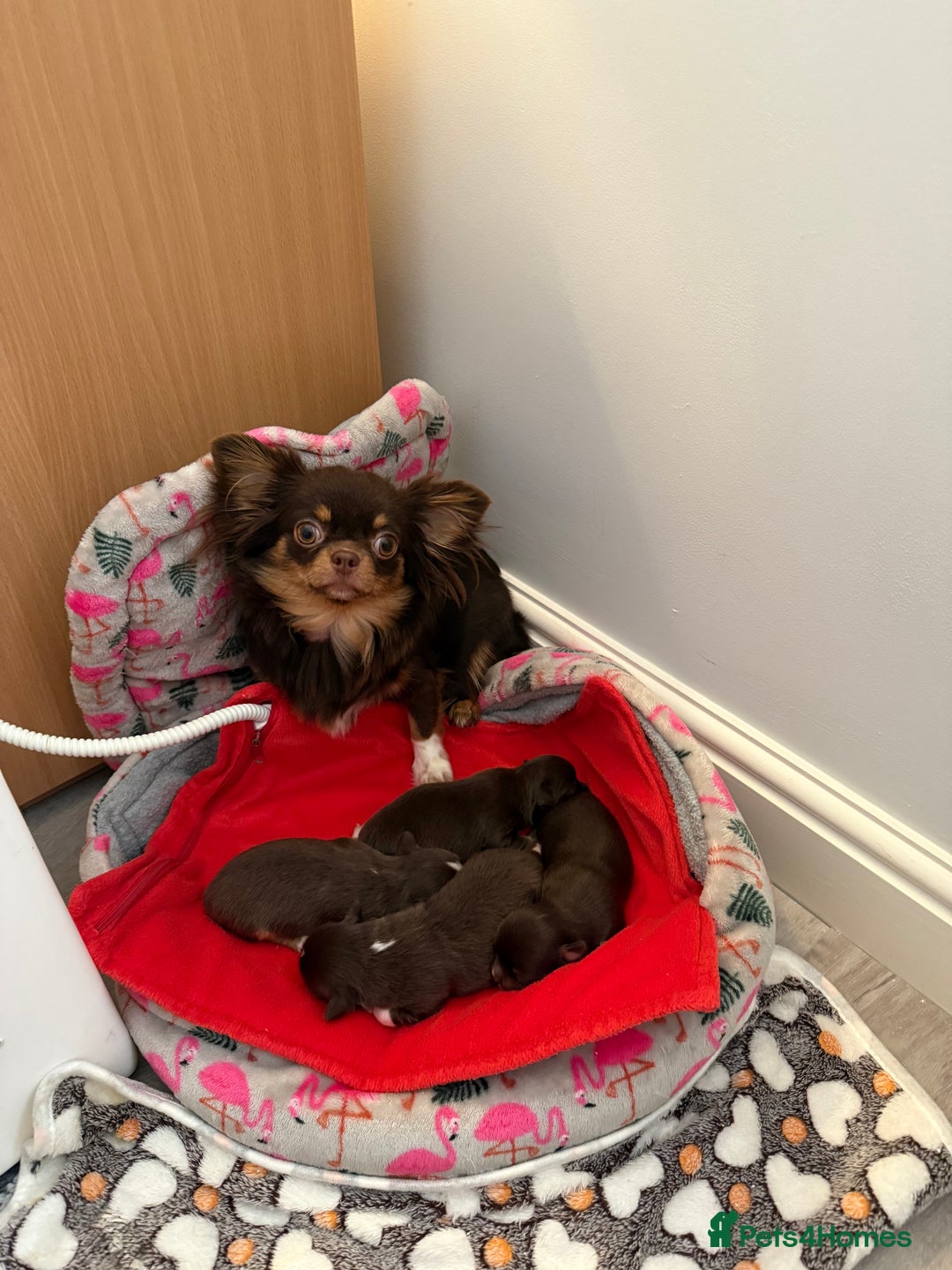Chihuahua dogs for sale: Rare long haired Chocolate & tan with green eyes  - Image 11