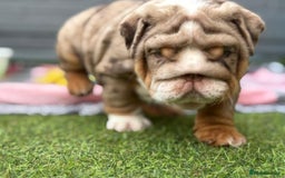 English Bulldog dogs for sale: Exceptional English Bulldog Puppies - Image 25