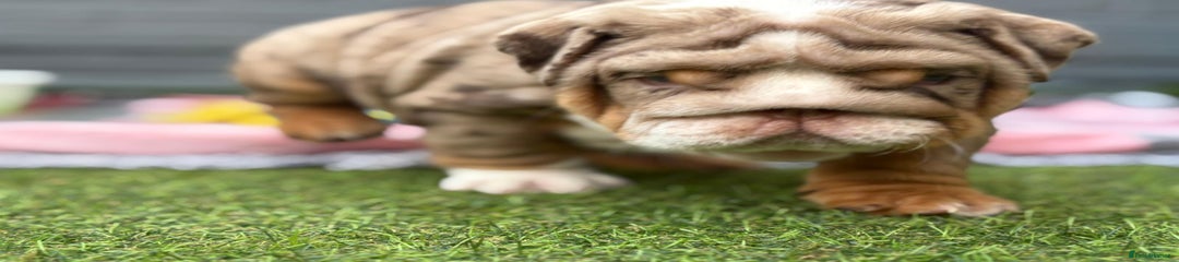 English Bulldog Puppy 3