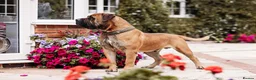 Boerboel dogs for sale: Waitlist now open - Advert 5