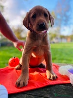 Labrador Retriever dogs - Advert 2